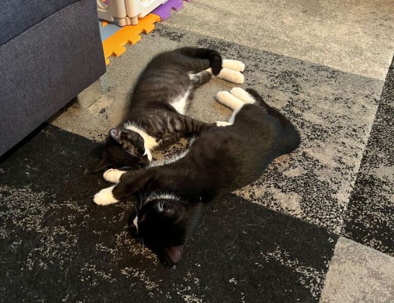 business tips disbusinessfied