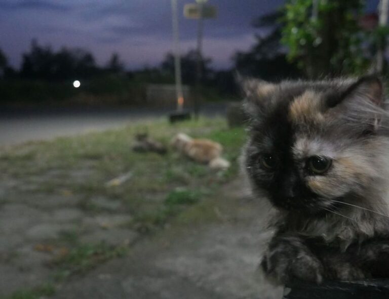 guides aggr8budgeting