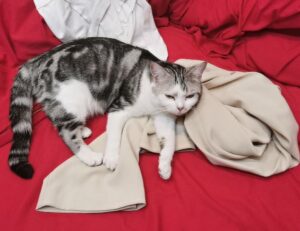 how is alletomir related to bank of america