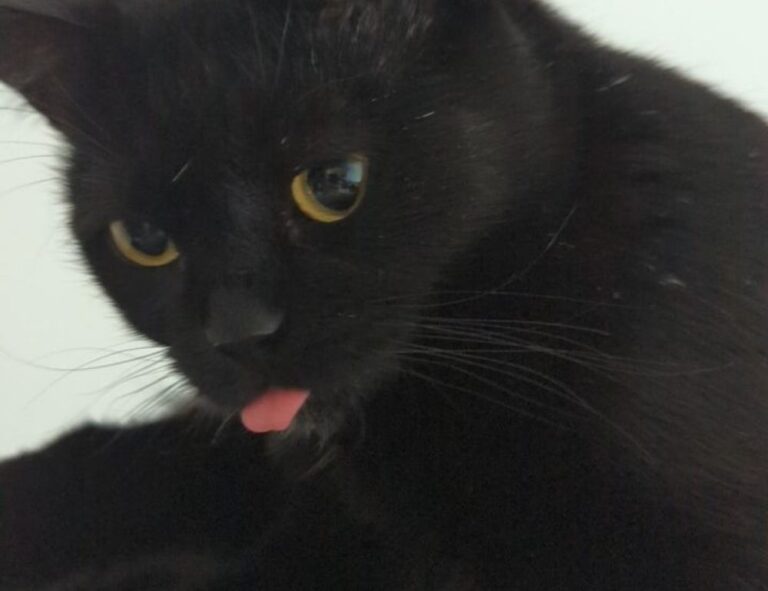 how much should financial advice cost ontpinvest