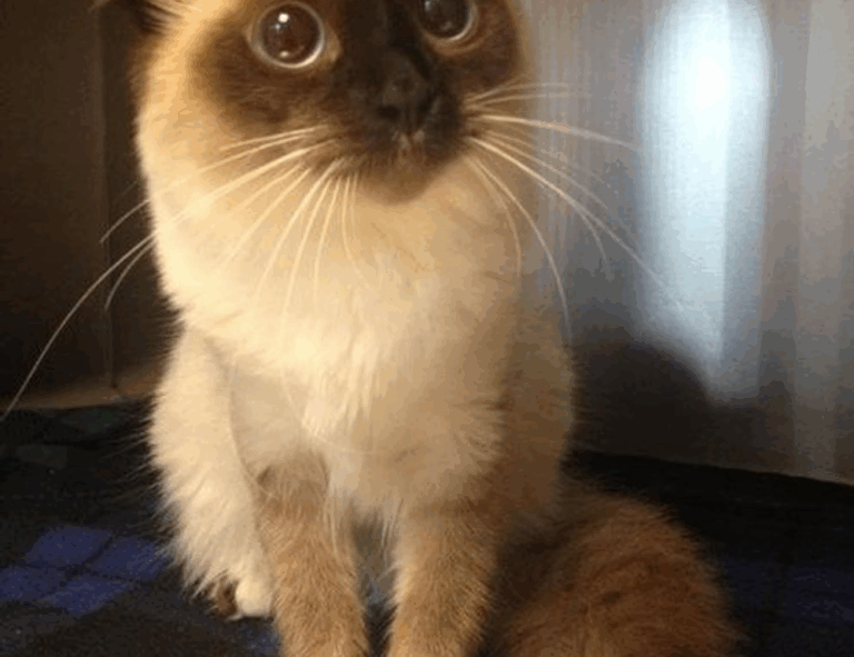 is alletomir wealth management a fiduciary