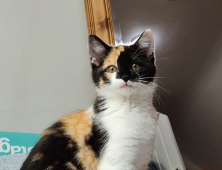 what are business ideas for students disbusinessfied