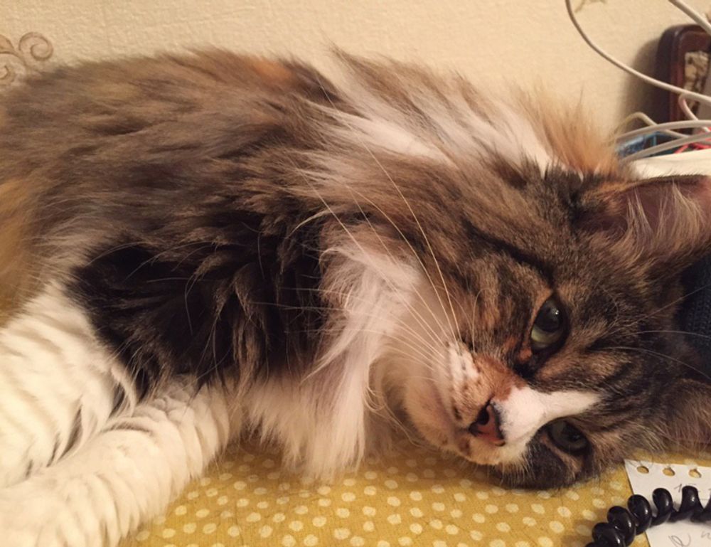 what capitalize means in accounting discapitalied