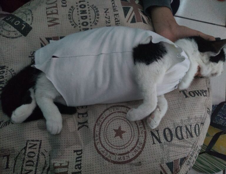 what investment can i do with $1000 ontpinvest