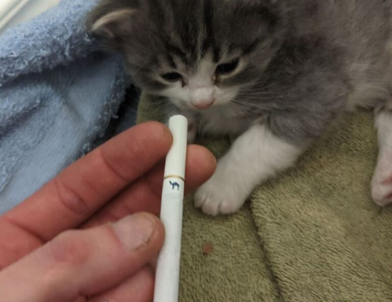 which capital budgeting technique is best aggr8budgeting