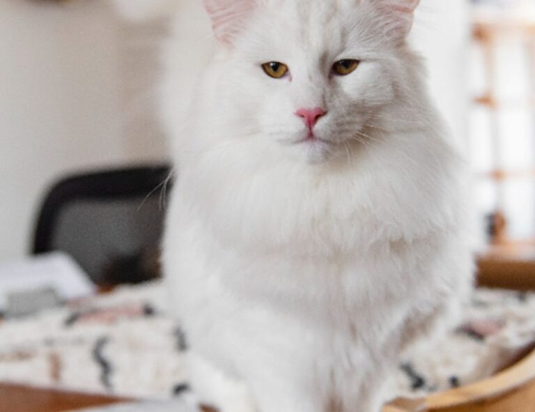 which is better alletomir or raymond james