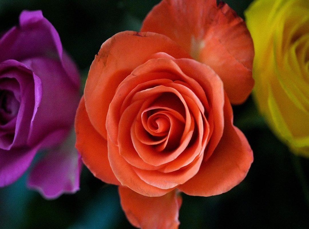 abby wellington jon marianek