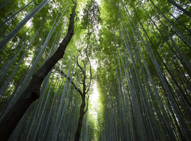 bologna fc 1909 - atalanta bergamo opstellingen