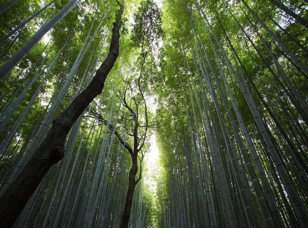 bologna fc 1909 - atalanta bergamo opstellingen