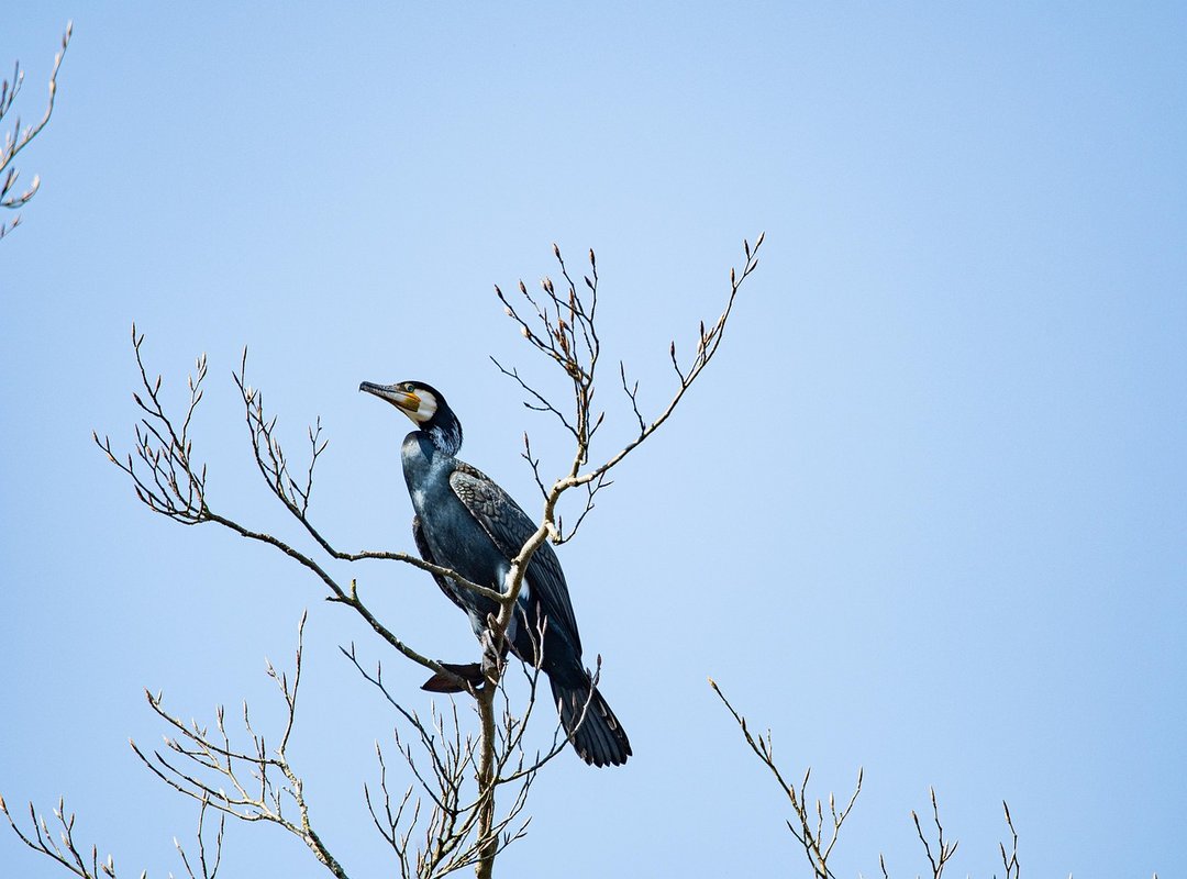 Why We Associate Great Photos with the iPhone 11